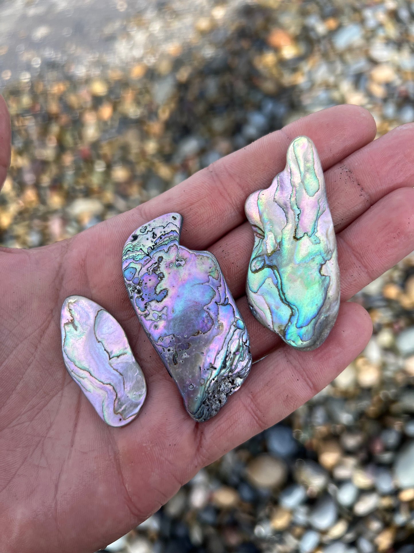 Three Medium Abalone fragments