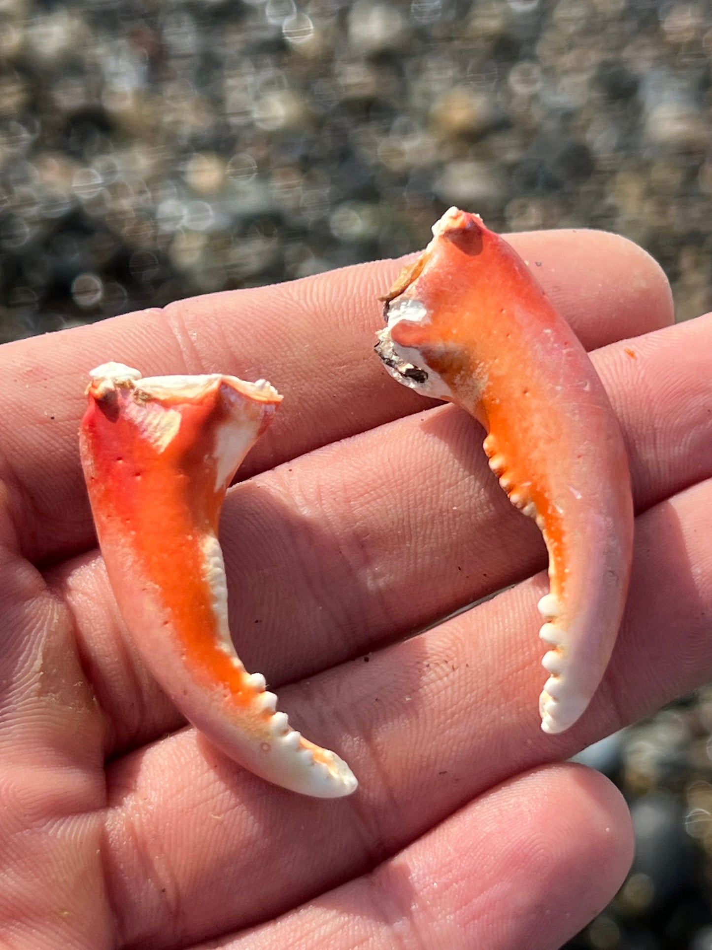 Two Kelp Crab Claws