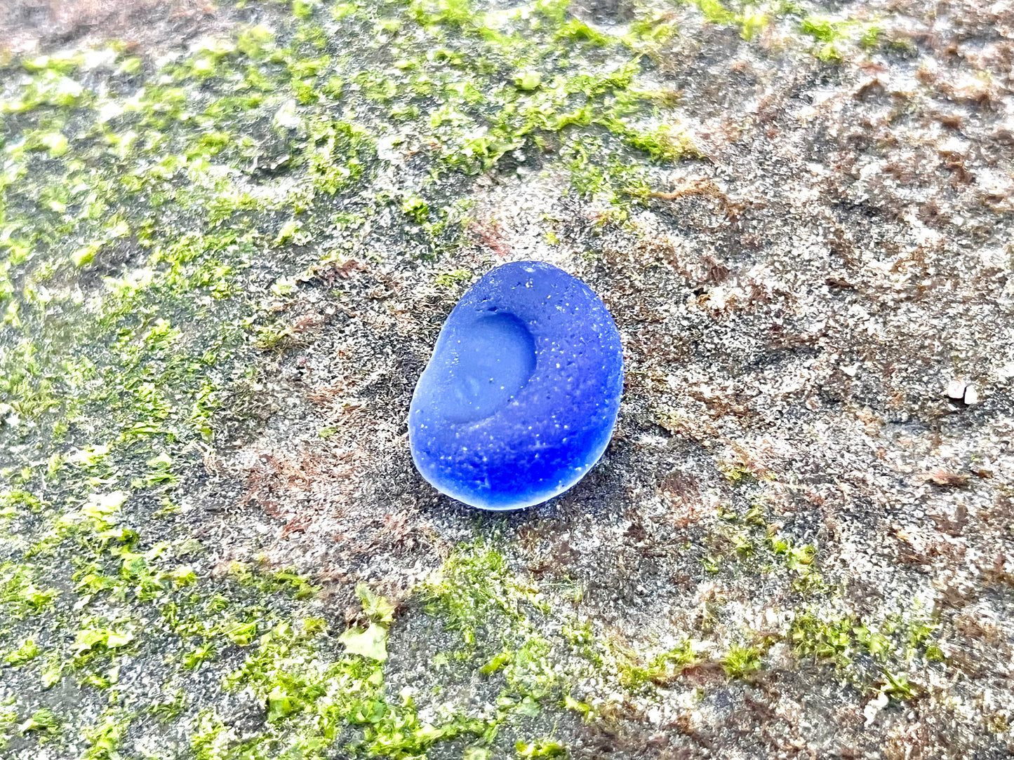 Cobalt Blue Multi- Potential Bottle Bottom