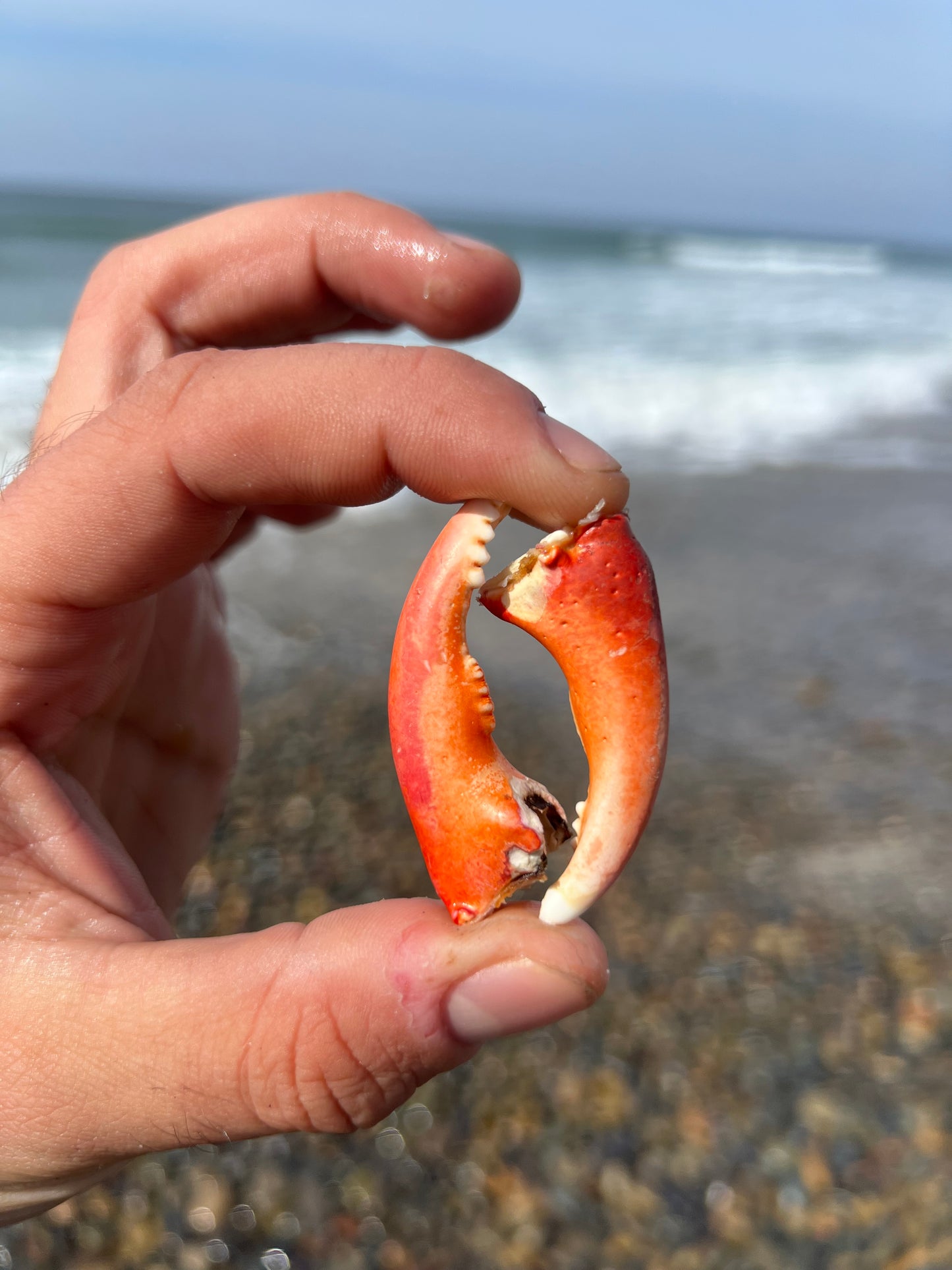 Two Kelp Crab Claws