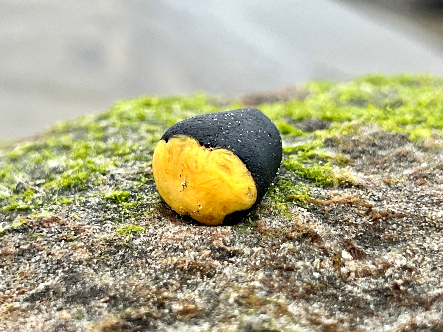 Black and Yellow “Bumblebee” multi