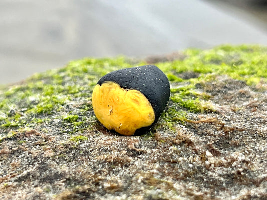 Black and Yellow “Bumblebee” multi