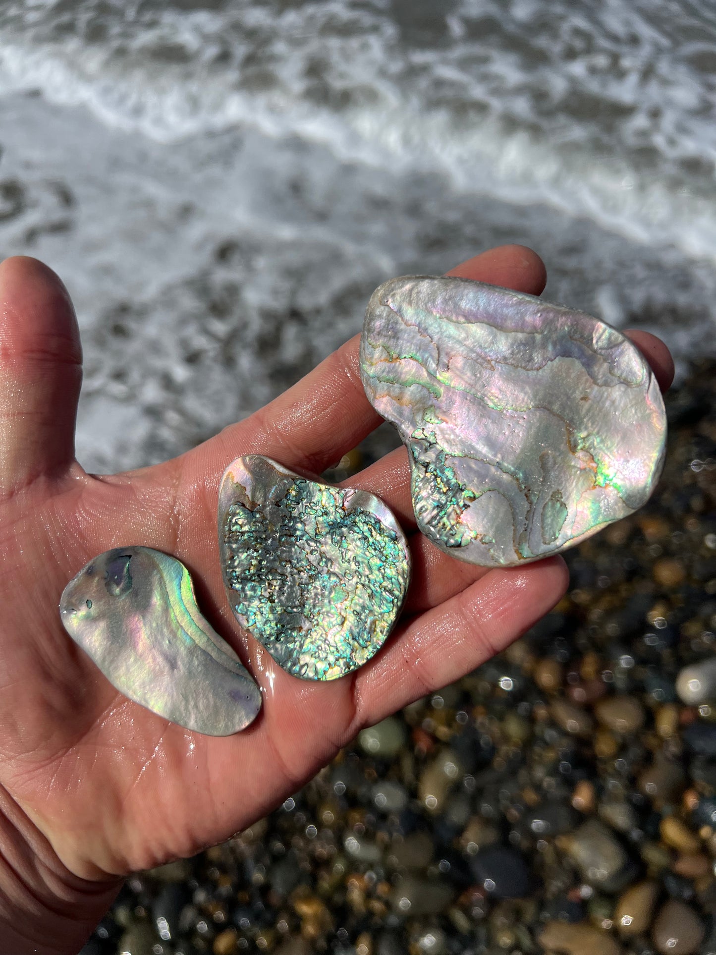 Three Large Abalone Chunks