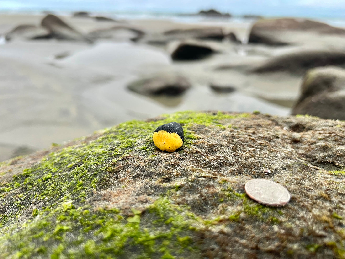 Black and Yellow “Bumblebee” multi