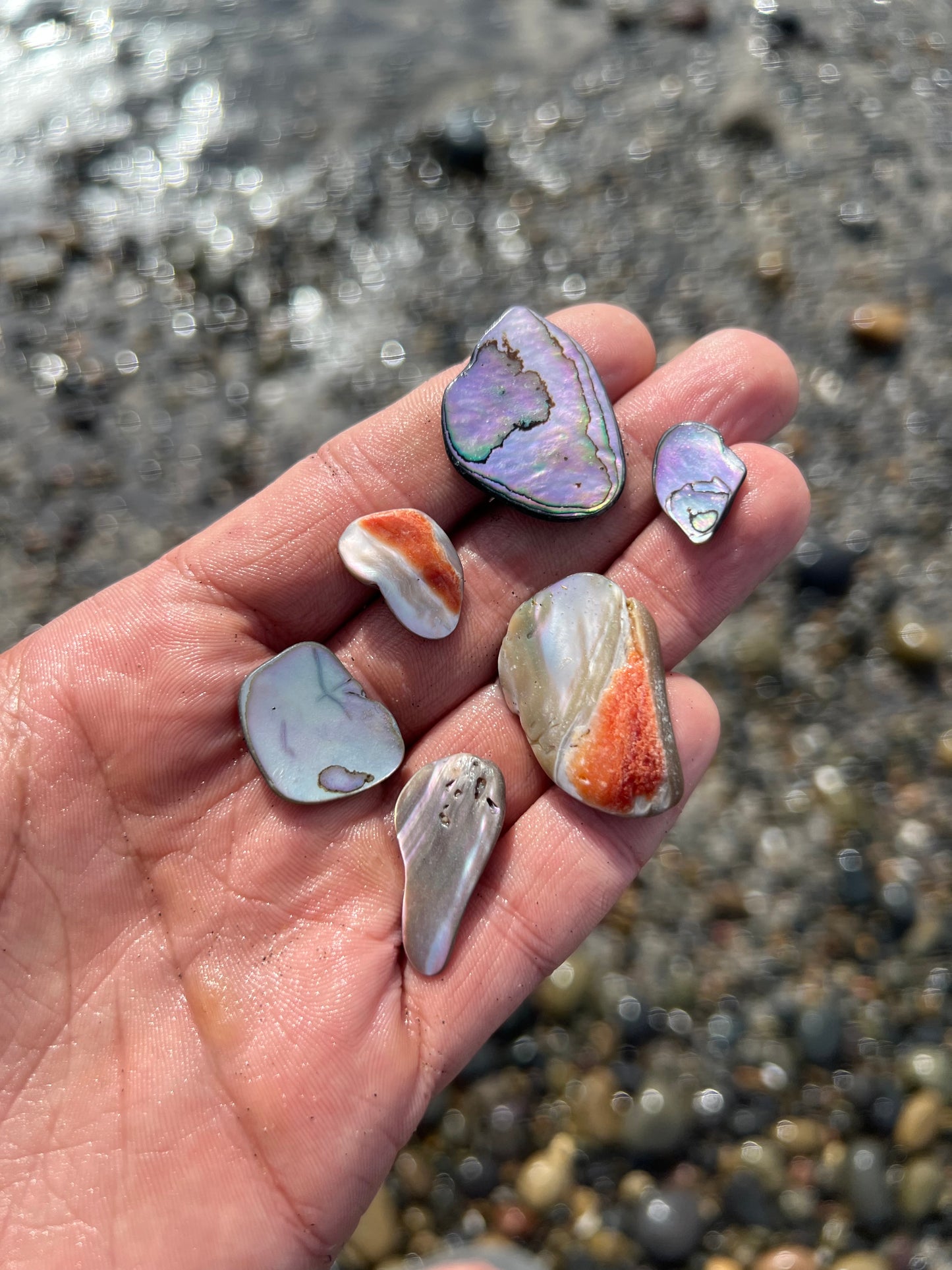 Six Small Abalone Pieces