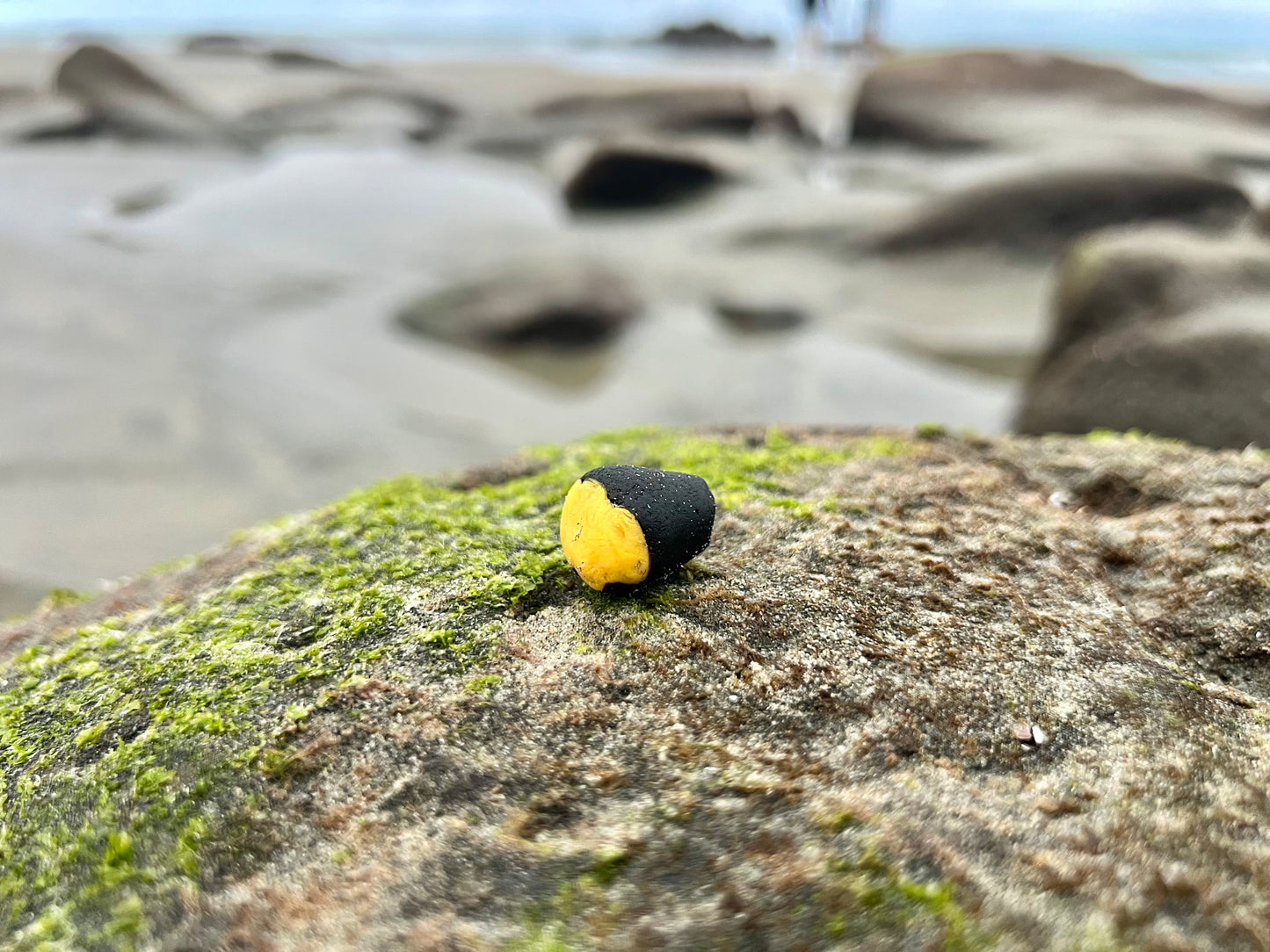 Black and Yellow “Bumblebee” multi