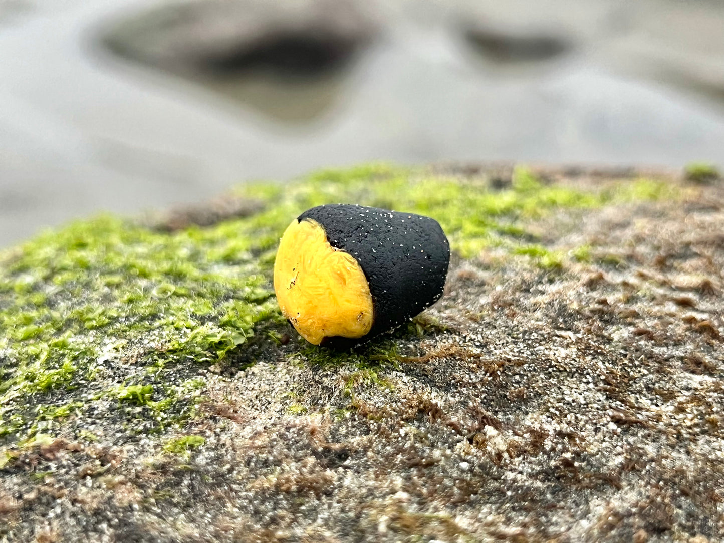 Black and Yellow “Bumblebee” multi