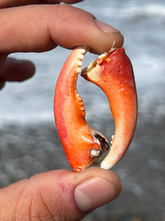 Two Kelp Crab Claws