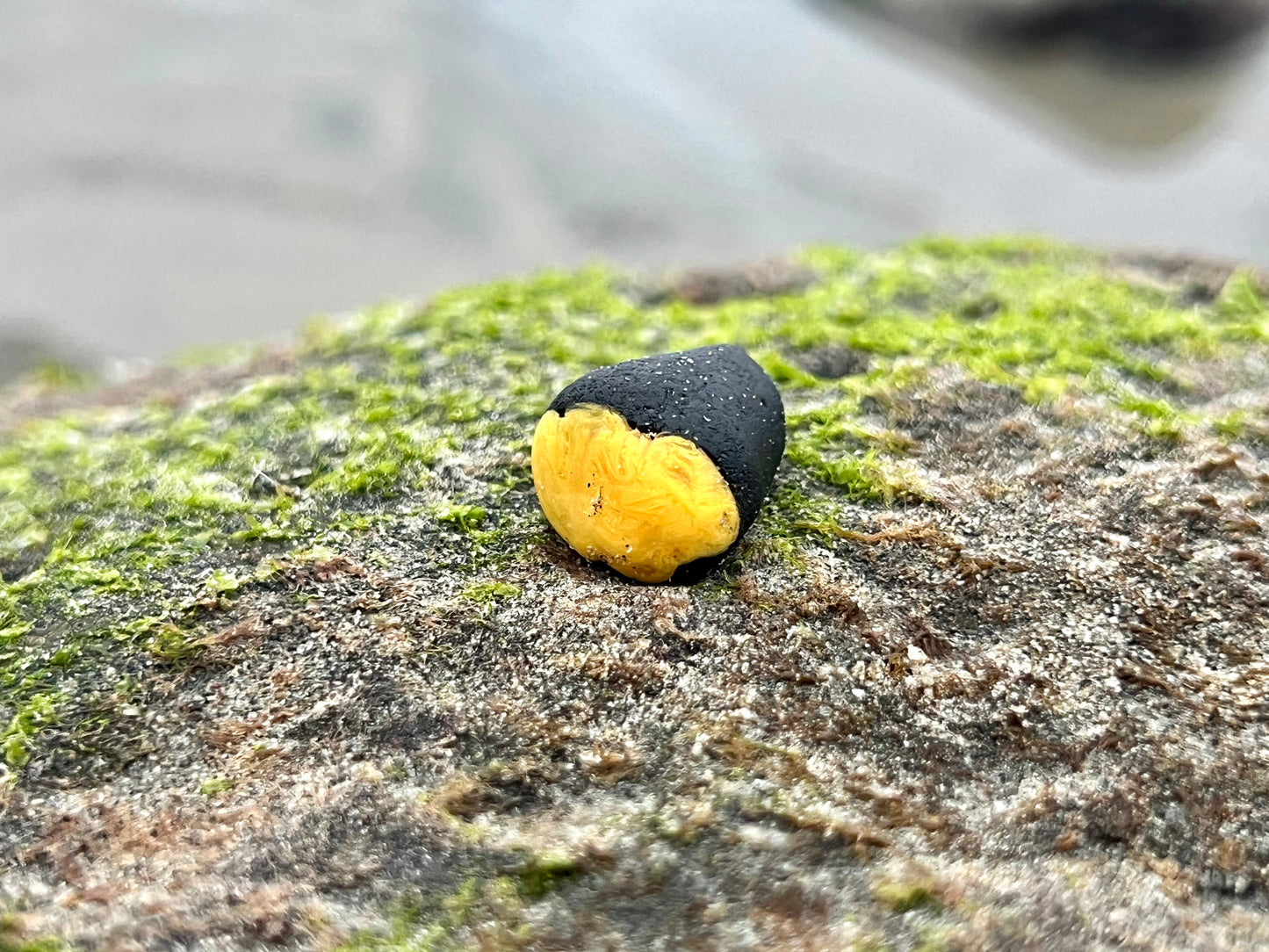 Black and Yellow “Bumblebee” multi