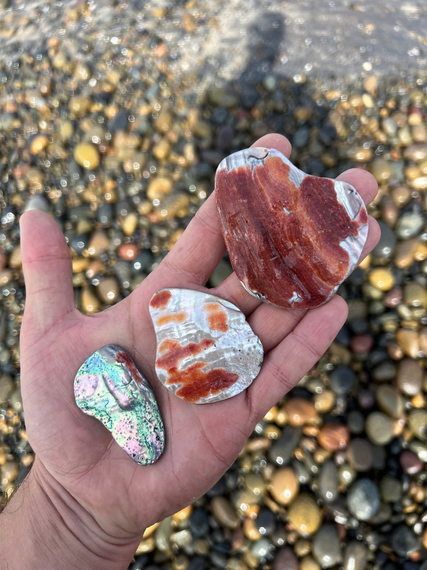 Three Large Abalone Chunks