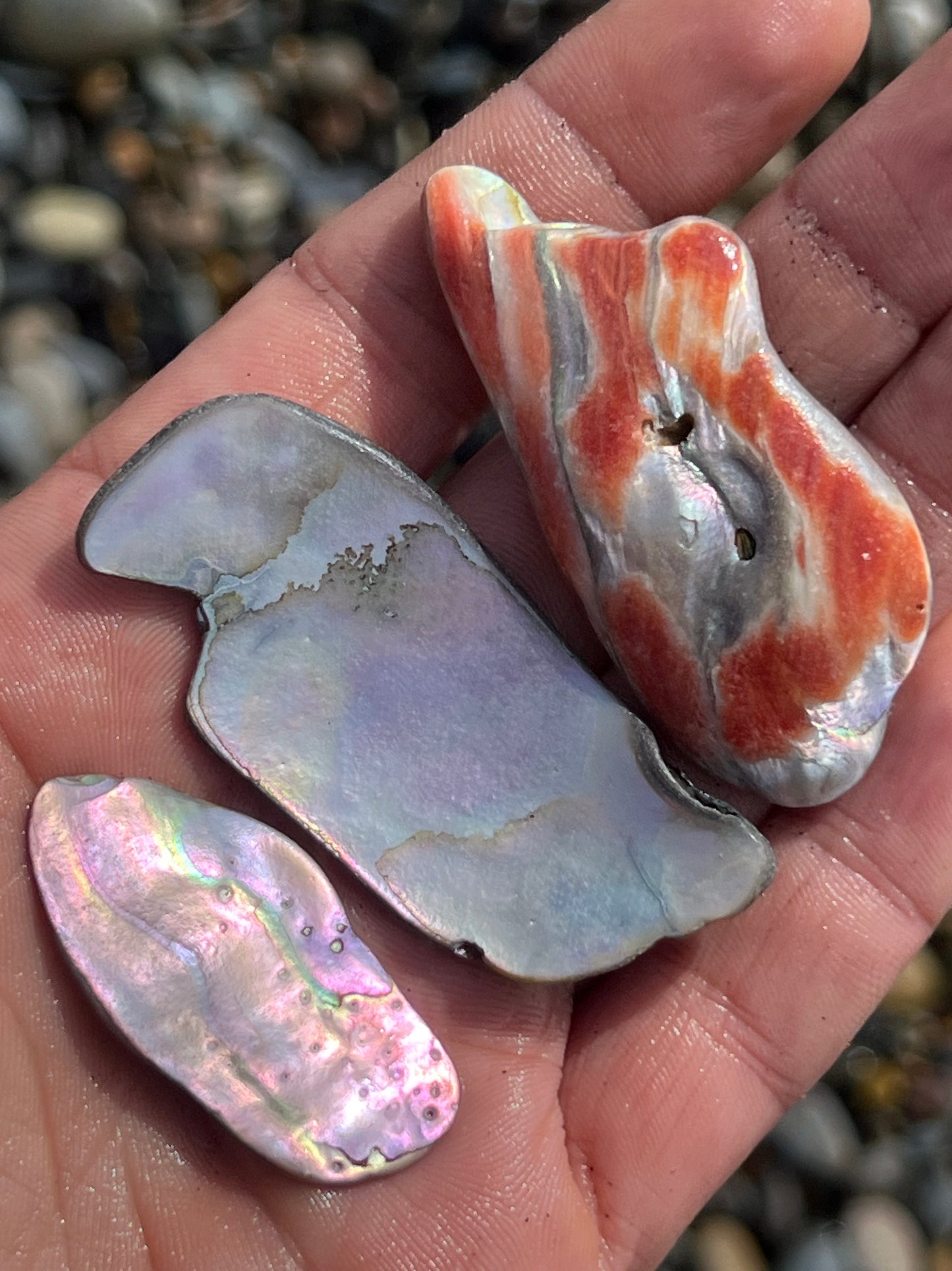 Three Medium Abalone fragments