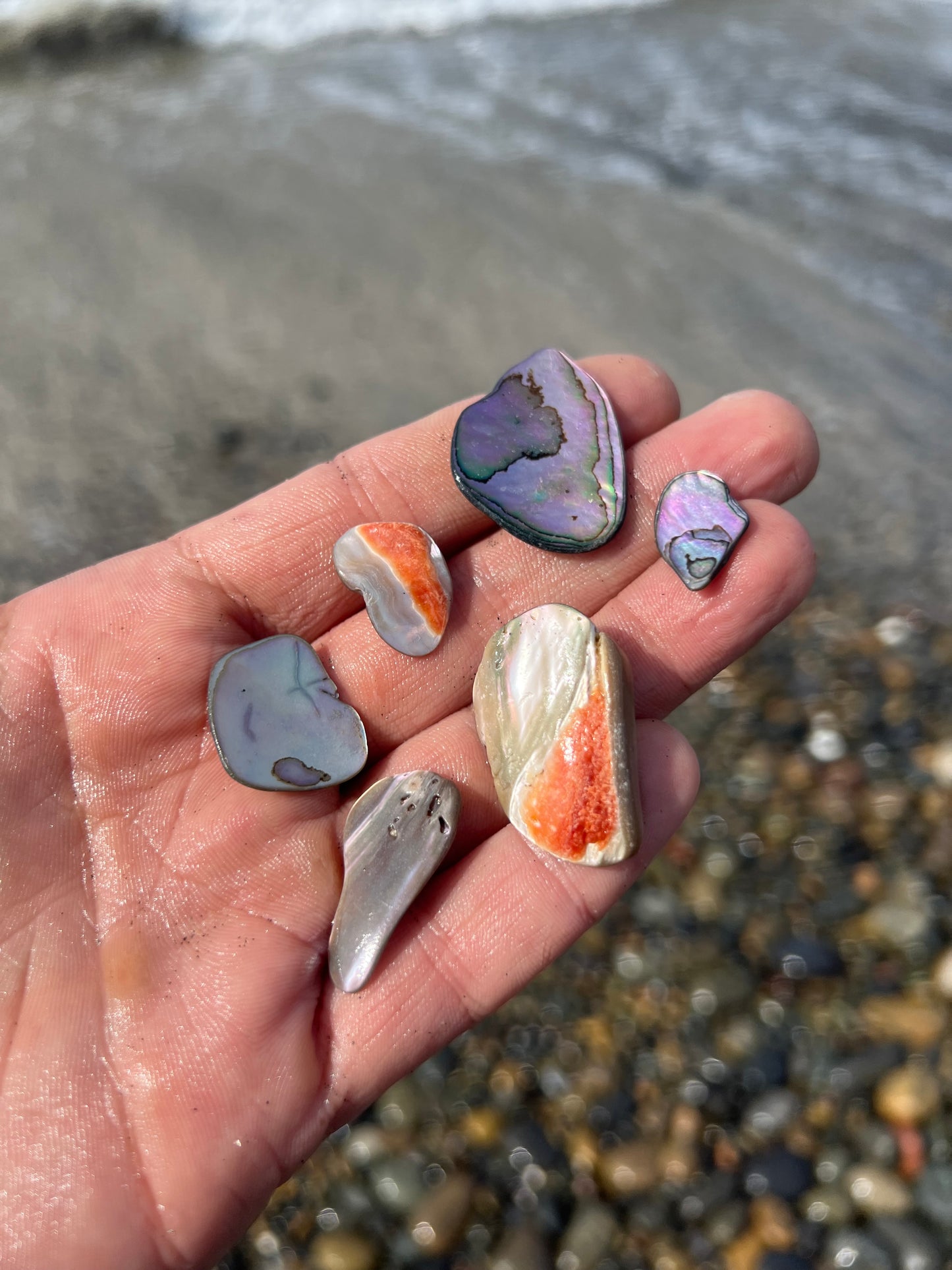 Six Small Abalone Pieces