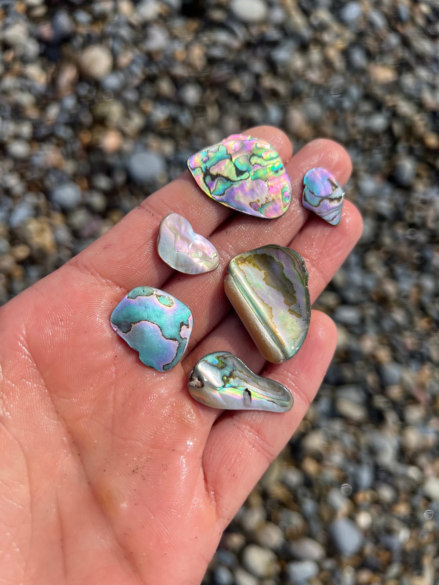 Six Small Abalone Pieces