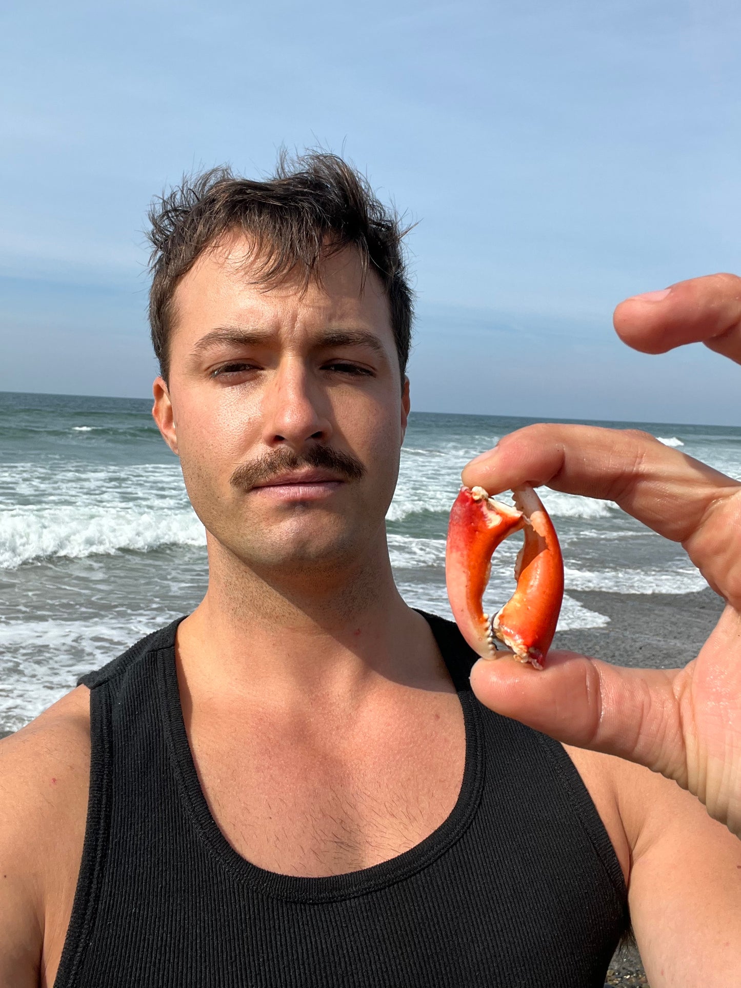 Two Kelp Crab Claws