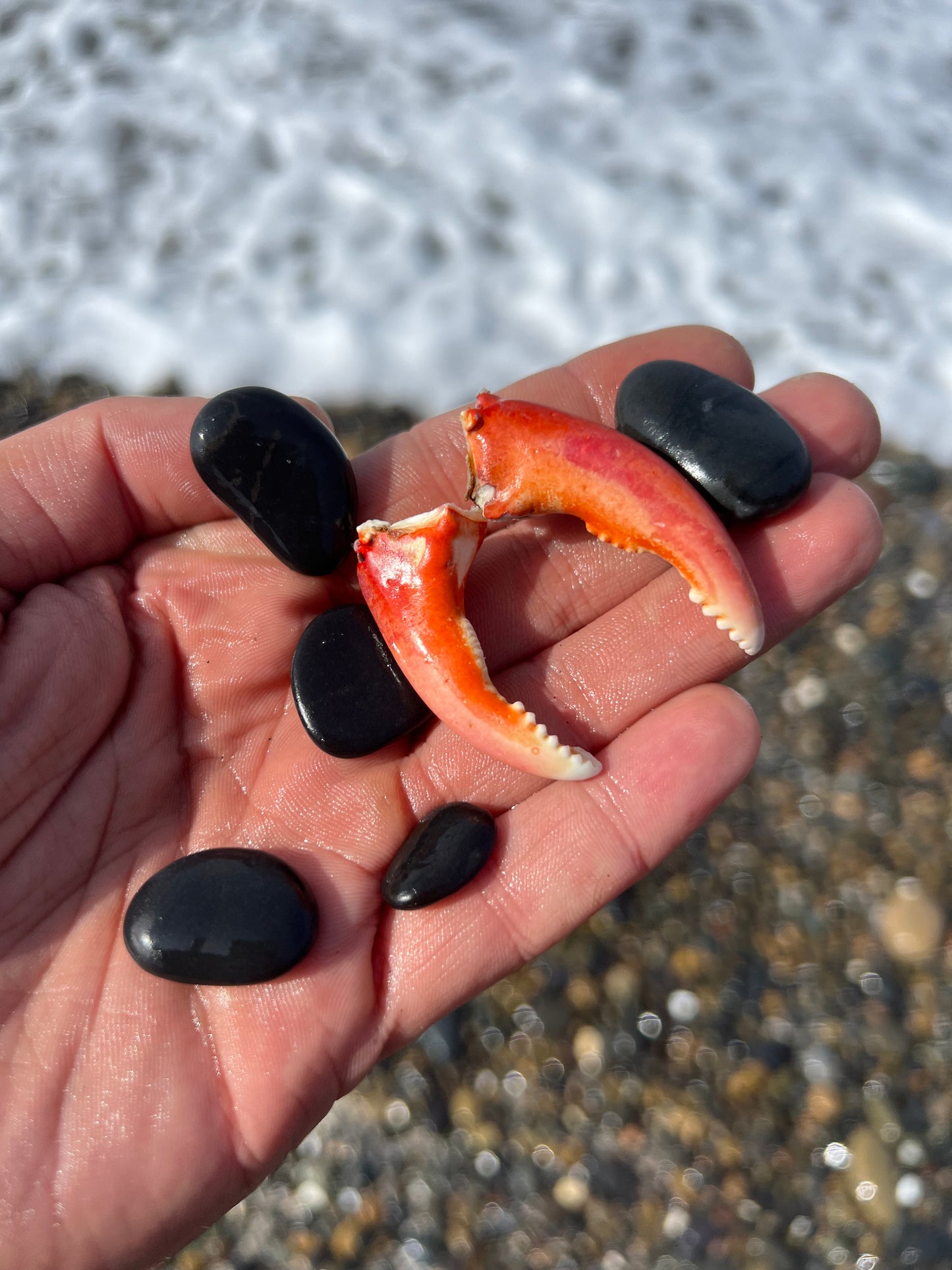 Two Kelp Crab Claws