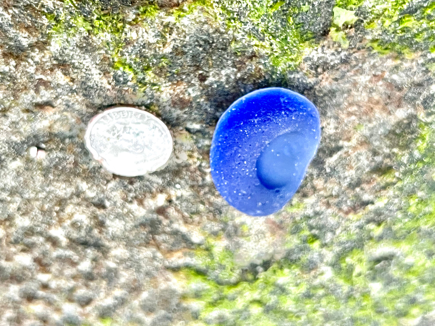 Cobalt Blue Multi- Potential Bottle Bottom