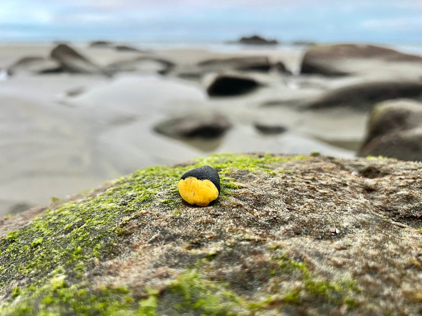 Black and Yellow “Bumblebee” multi